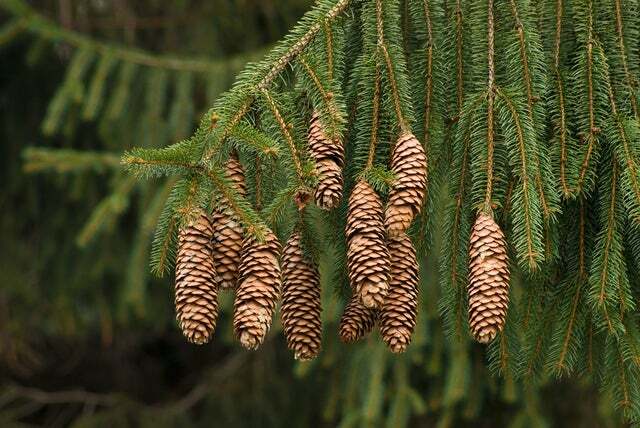 Norway Spruce Tree Seeds – 50 Seeds -Beautiful Evergreen Tree Seeds- Picea Abies