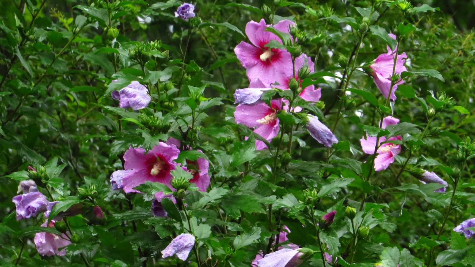 50+ Pink Rose of Sharon Seeds(Hibiscus syriacus/Aphrodite Althea/hardy hibiscus)