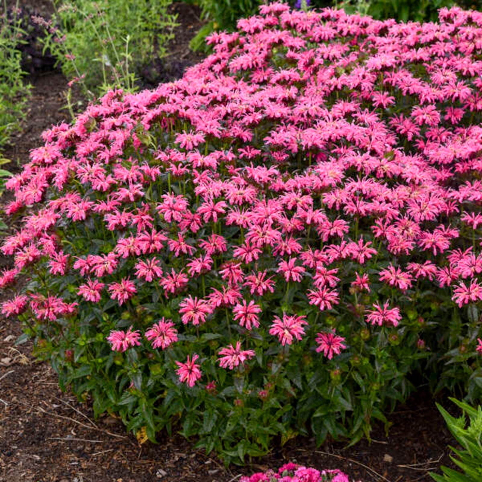 100 Pink Chenil Bee Balm Seeds Flowers Seed Butterflies Bees Hummingbird US SELL
