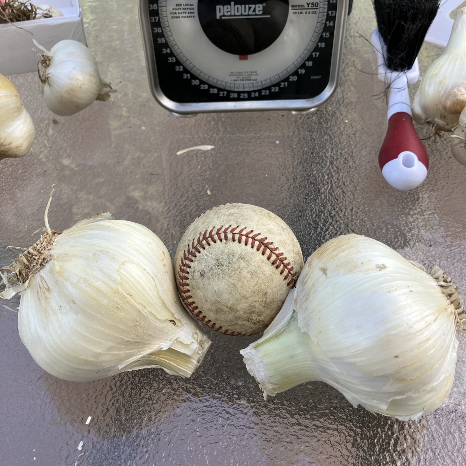 Freshly Pulled Elephant Garlic- Great To Cook/ Plant 2 Extra Large Size Bulbs!
