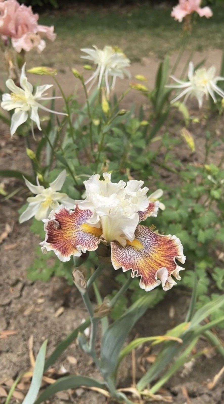 5 mixed tall bearded iris RHIZOMES