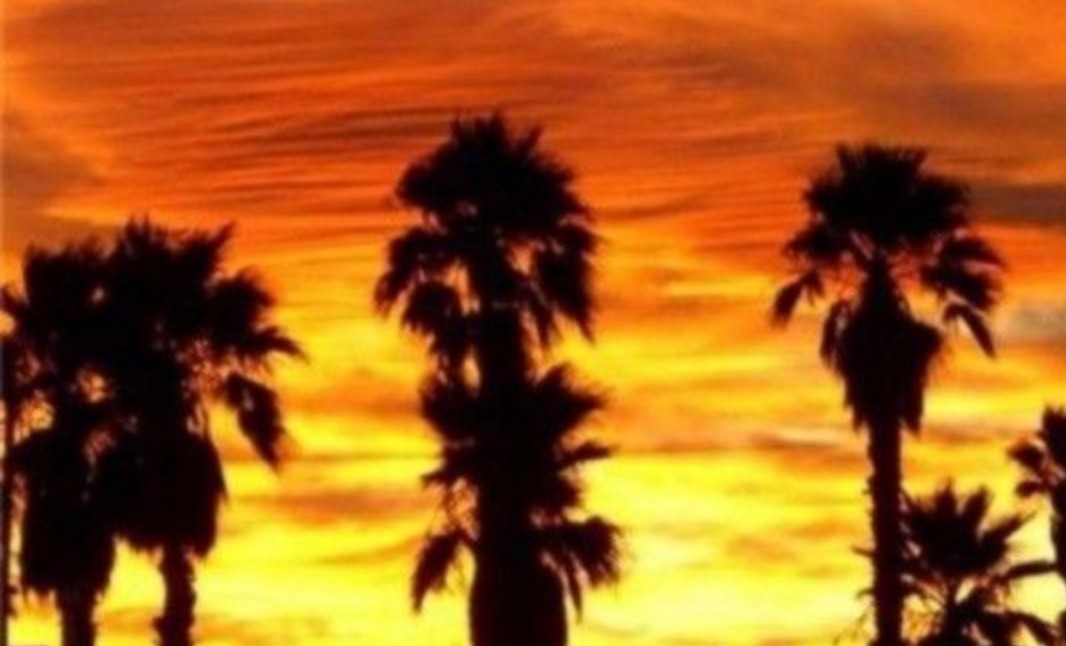 FAST-GROWING Mexican Fan Palm Tree (Washingtonia Robusta) Seeds (10+ Total)!
