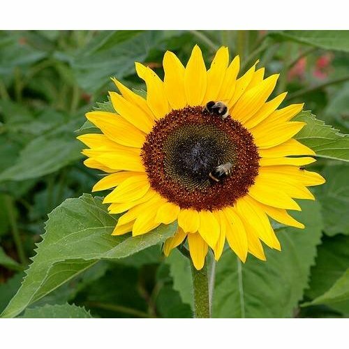 35 Mammoth Grey Sunflower Seed, Heirloom & NON-GMO, Fresh Seeds for Your Garden