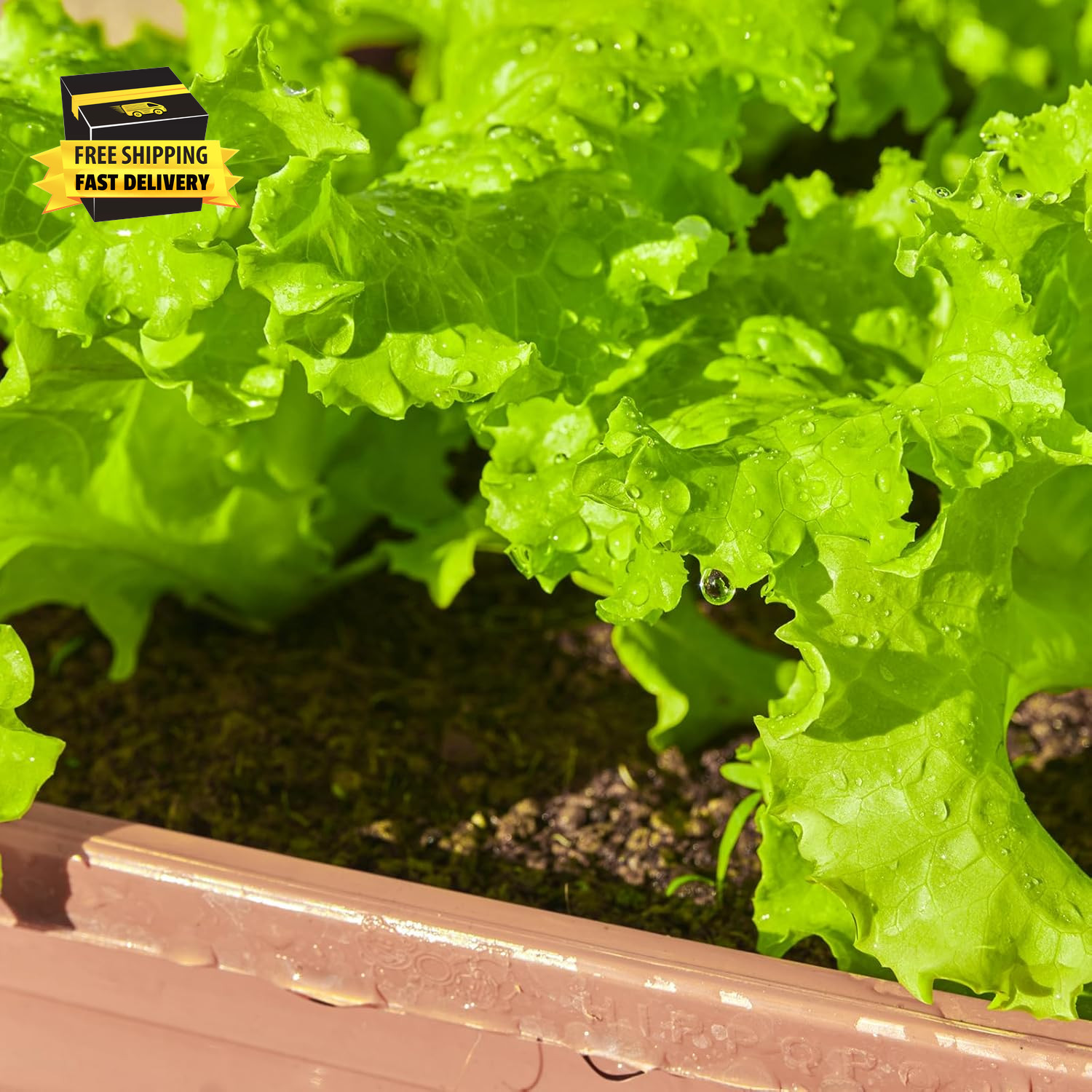 20,000+ Lettuce Seeds, Heirloom Vegetable Seed for Planting Indoor Outdoor, 10 V