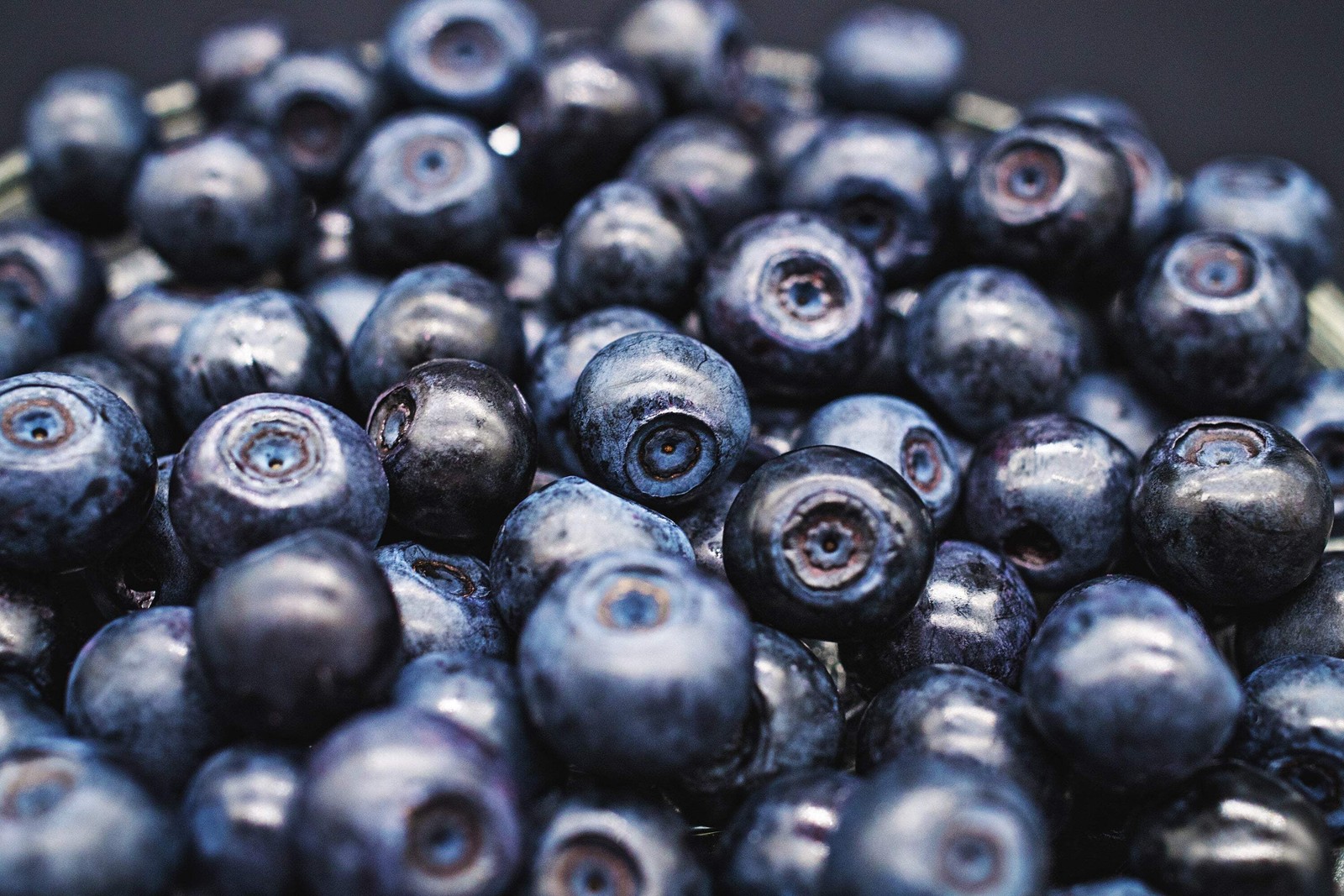 20 COMMON BILBERRY Fruit Shrub European Blueberry Vaccinium Myrtillus Seeds