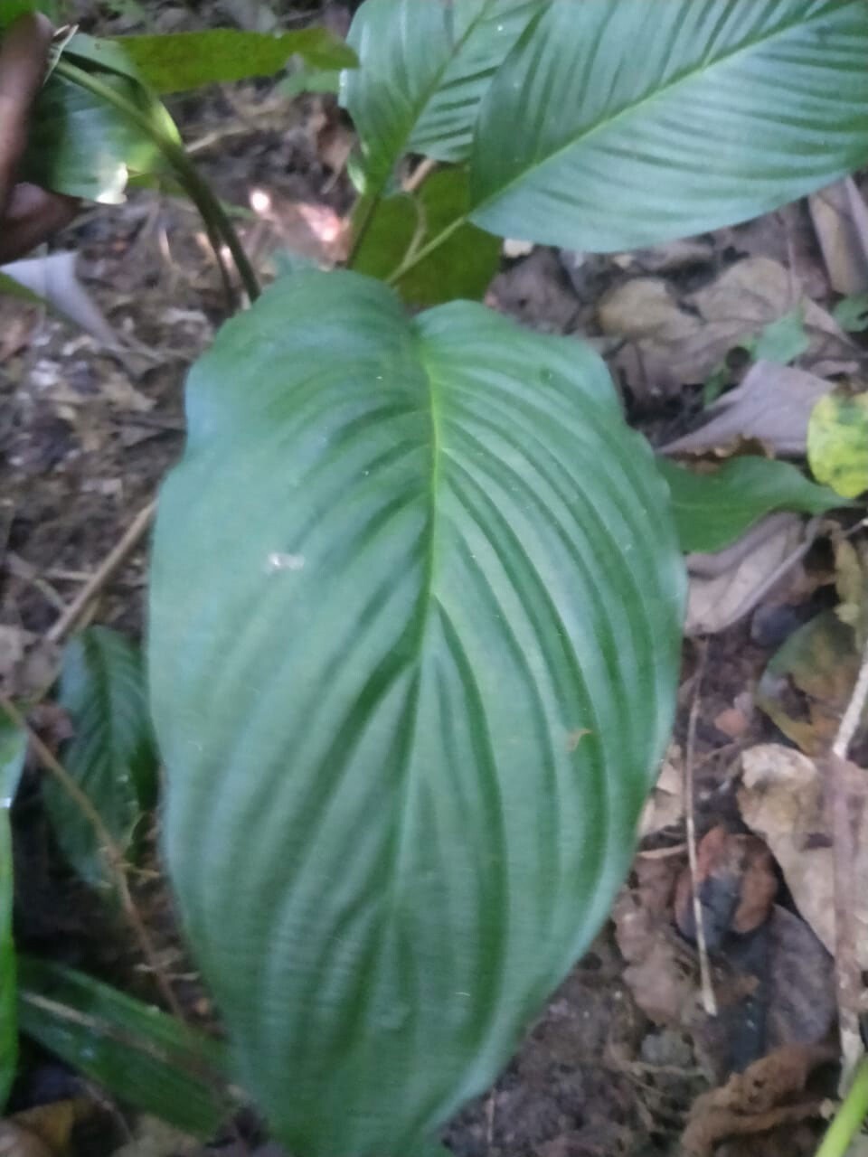 Aristolochia grandiflora | Pelican Flower | 5_Seeds
