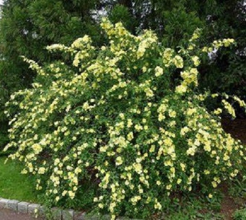 Canary Bird Rose Rosa xanthina Manchu Rose 10 seeds