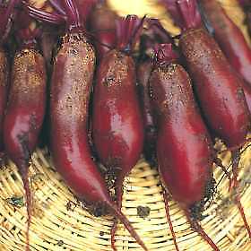 Beets Cylindra Long Red 1,000 seeds