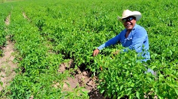 serrano hot chili pepper seeds non-gmo heirloom open pollinated BIG SALSA FLAVOR