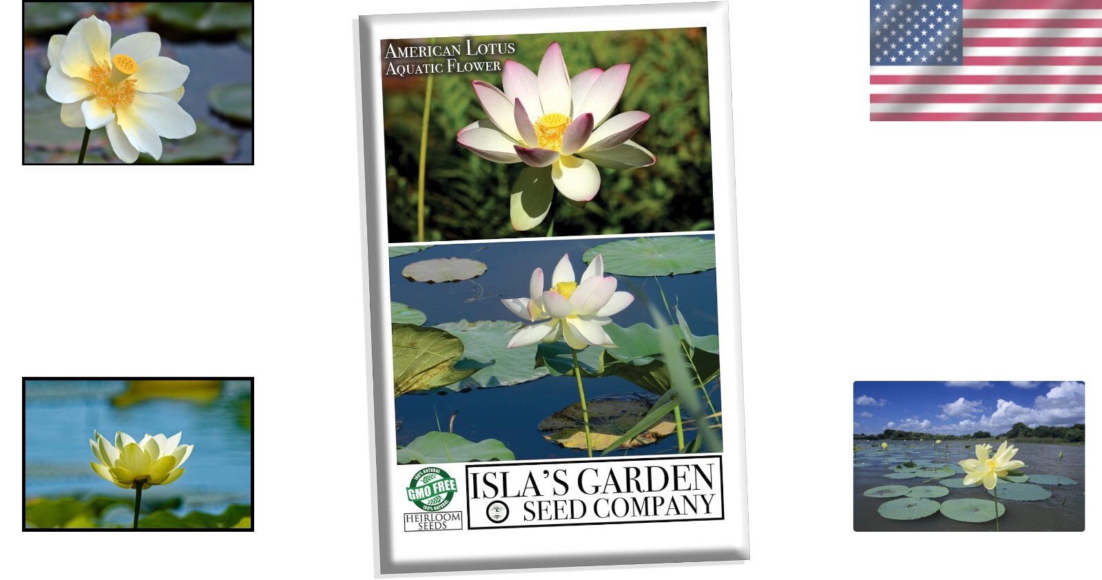 Native US Wildflower Seeds – American Lotus Perennials for Outdoor Water Gardens