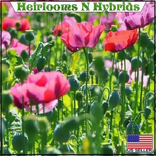 Mixed Colors Papaever Somniferum Poppy Seeds For Planting 5-20,000 Fresh Seeds