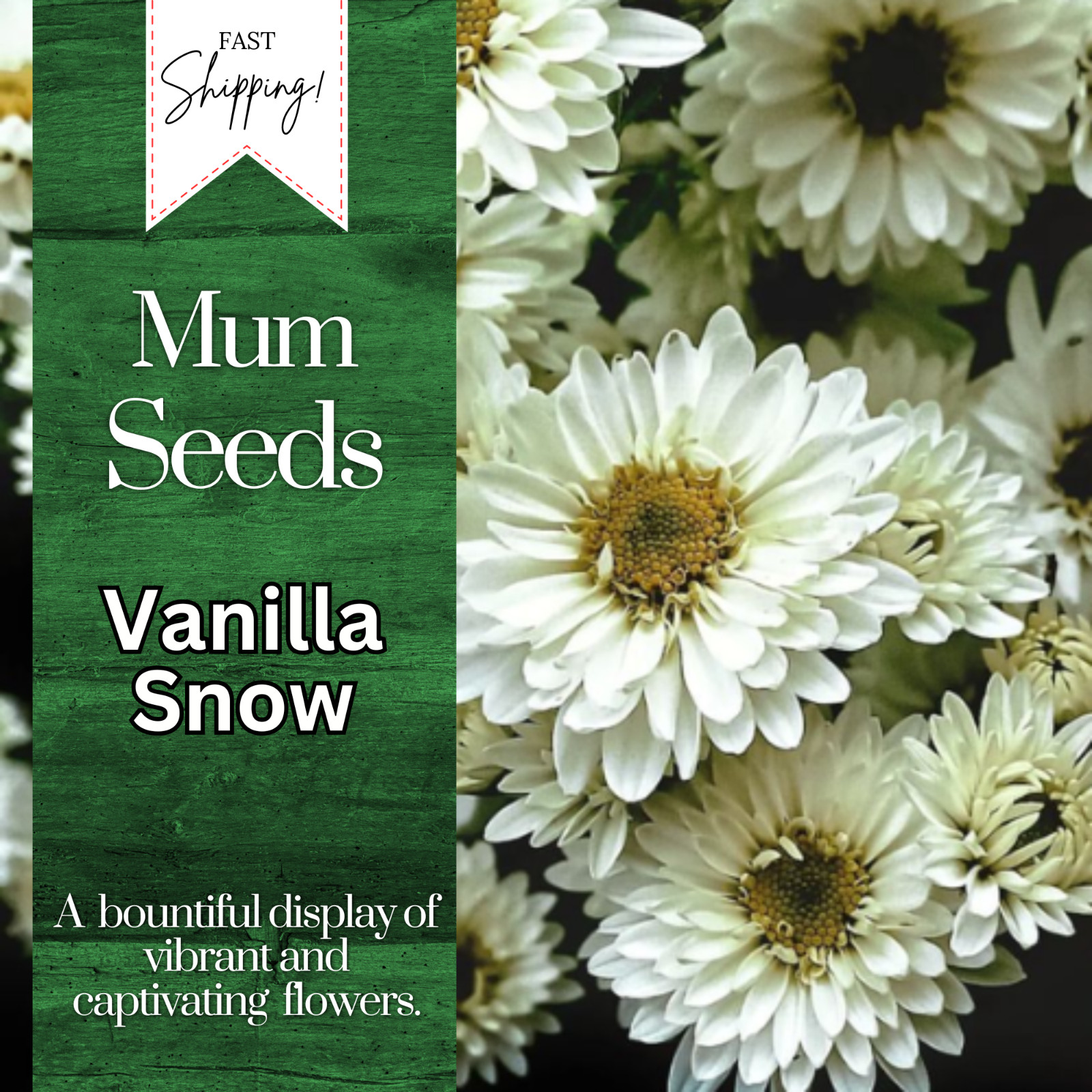 Vanilla Snow Mum Chrysanthemum Seeds 200+ Seeds Mum Flower, Flower Seeds, Annual