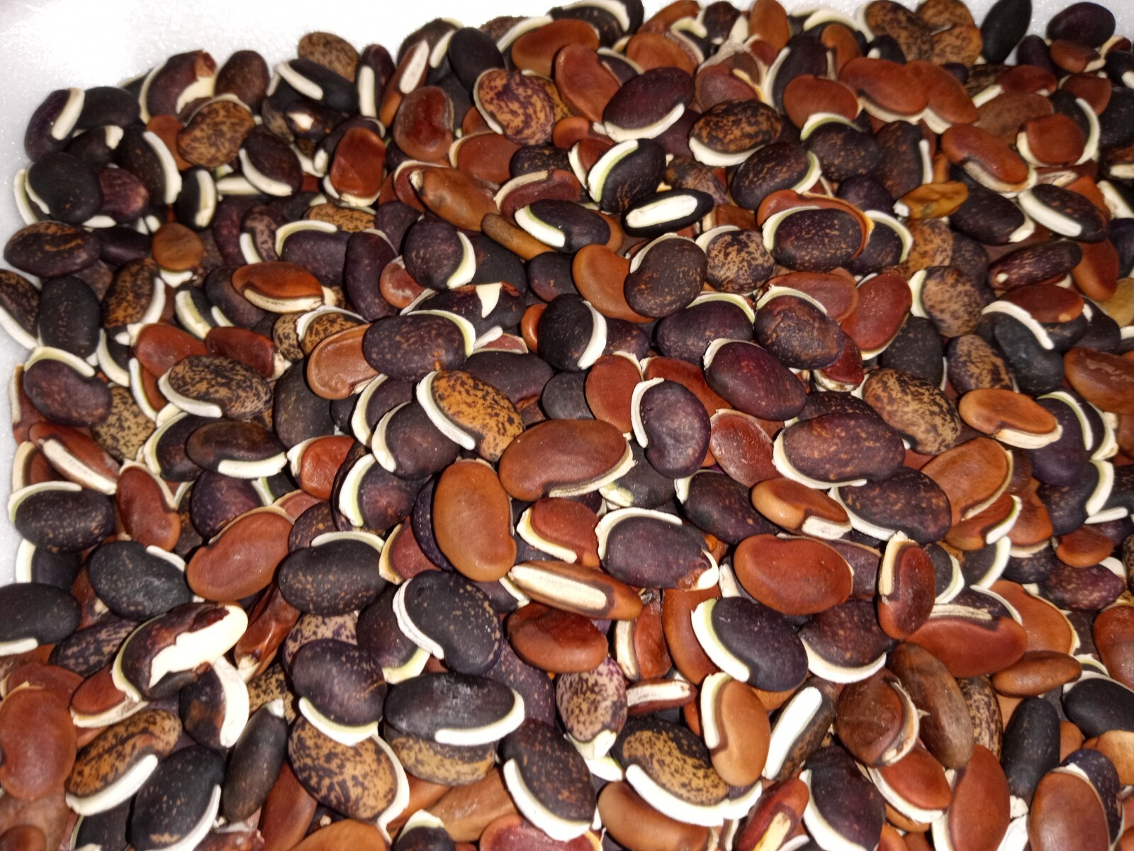 20 Purple Hyacinth Bean Seeds(Lablab purpureus) Grown In USA.