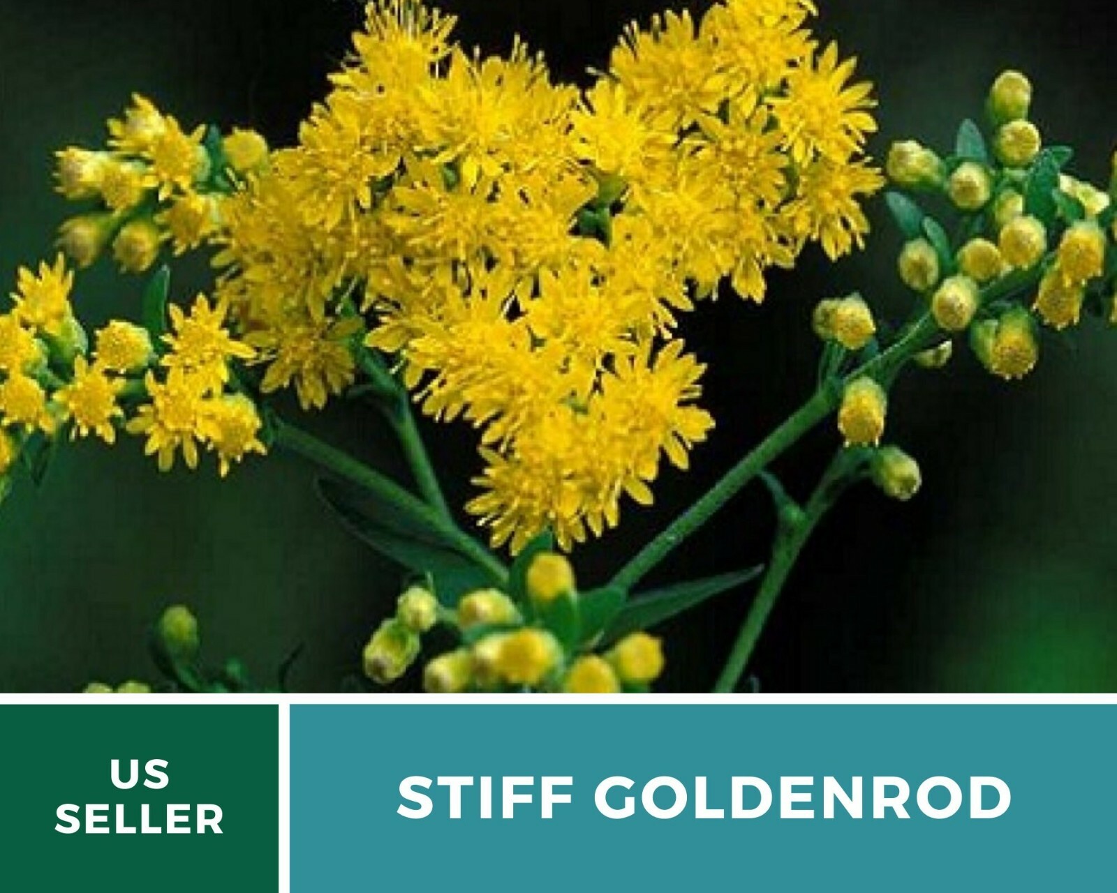 Goldenrod, Stiff- 100 Seeds – Pollen source late in the season (Solidago rigida)
