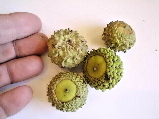 12 OVERCUP OAK ACORNS – Quercus lyrata