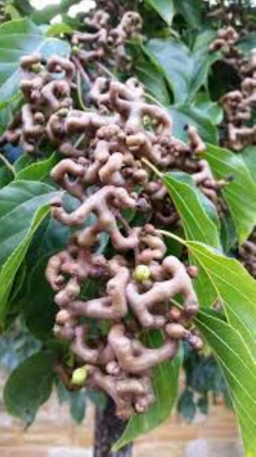8-12″ tall Japanese Raisin Tree (Hovenia dulcis) plant
