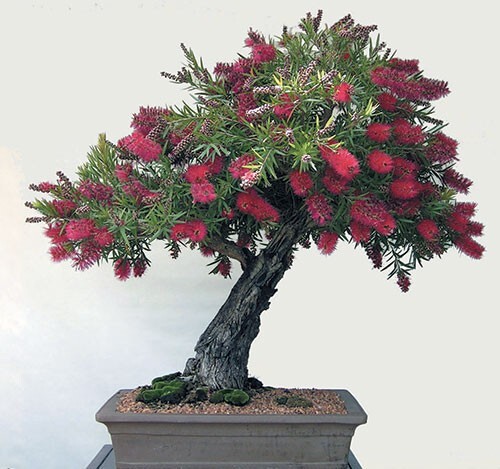 Callistemon Viminalis 5000+ Seeds, Ornamental Weeping Bottle Brush Tree, Bonsai