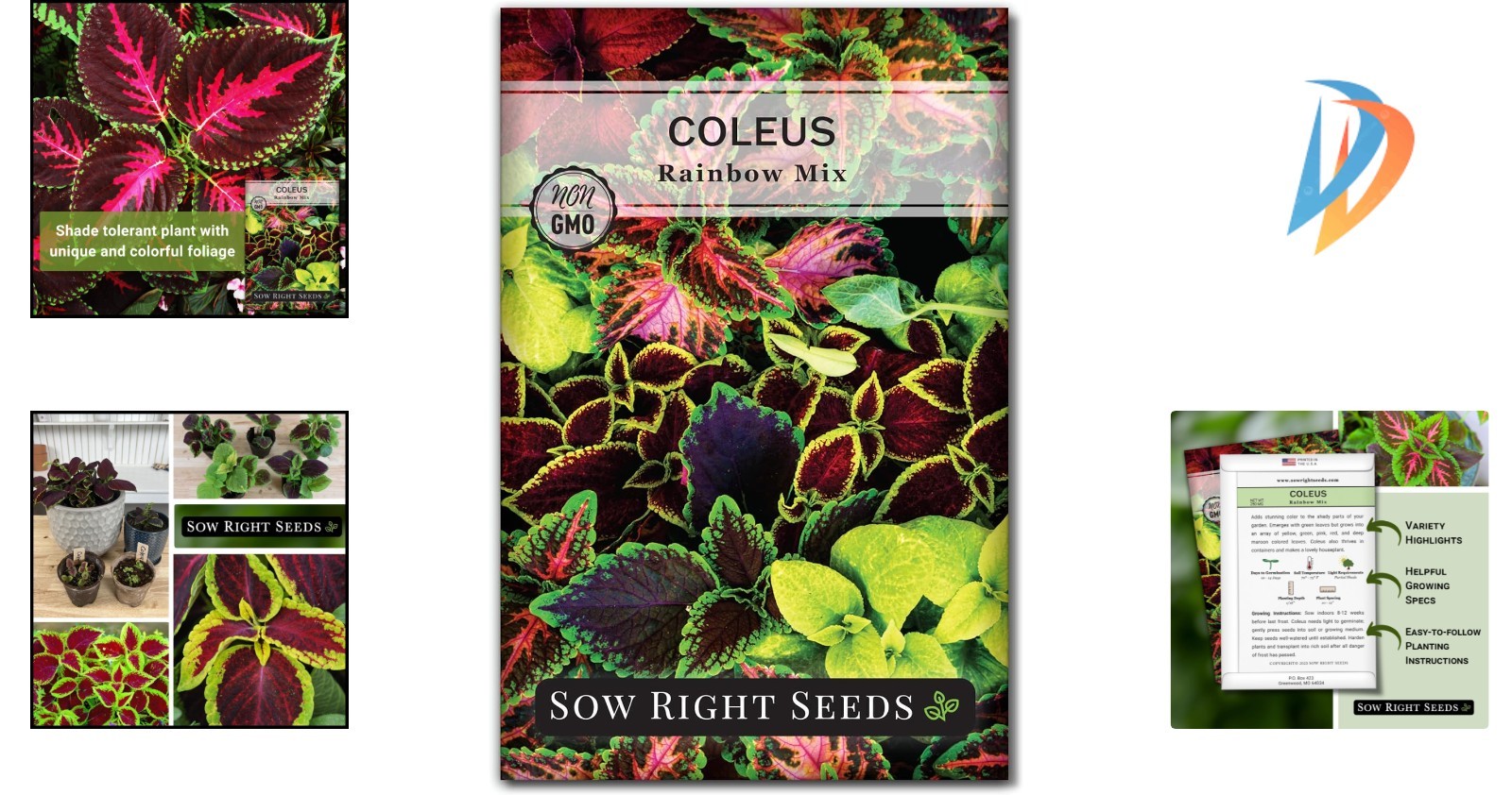 High Germination Rainbow Mix Coleus Seeds – Stunning Colors for Your Garden