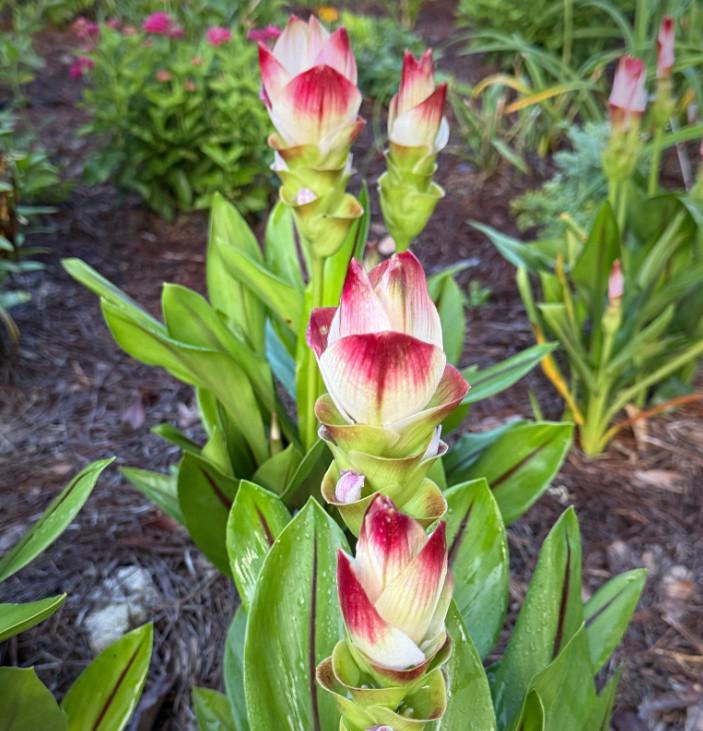 Curcuma Siam Solar Live Plant – 3-6″ Tall – Ship No Pot – Tropical Ginger Flower