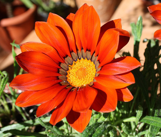 GAZANIA GARDEN LEADER BRONZE Gazania Rigens – 200 Bulk Seeds