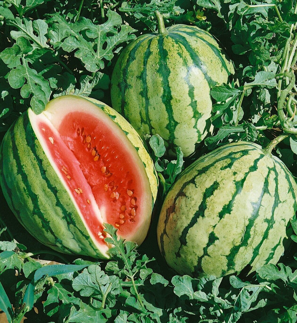 25 Fresh New Harvest of Sweet Dixie Queen Watermelon Seeds-B 26