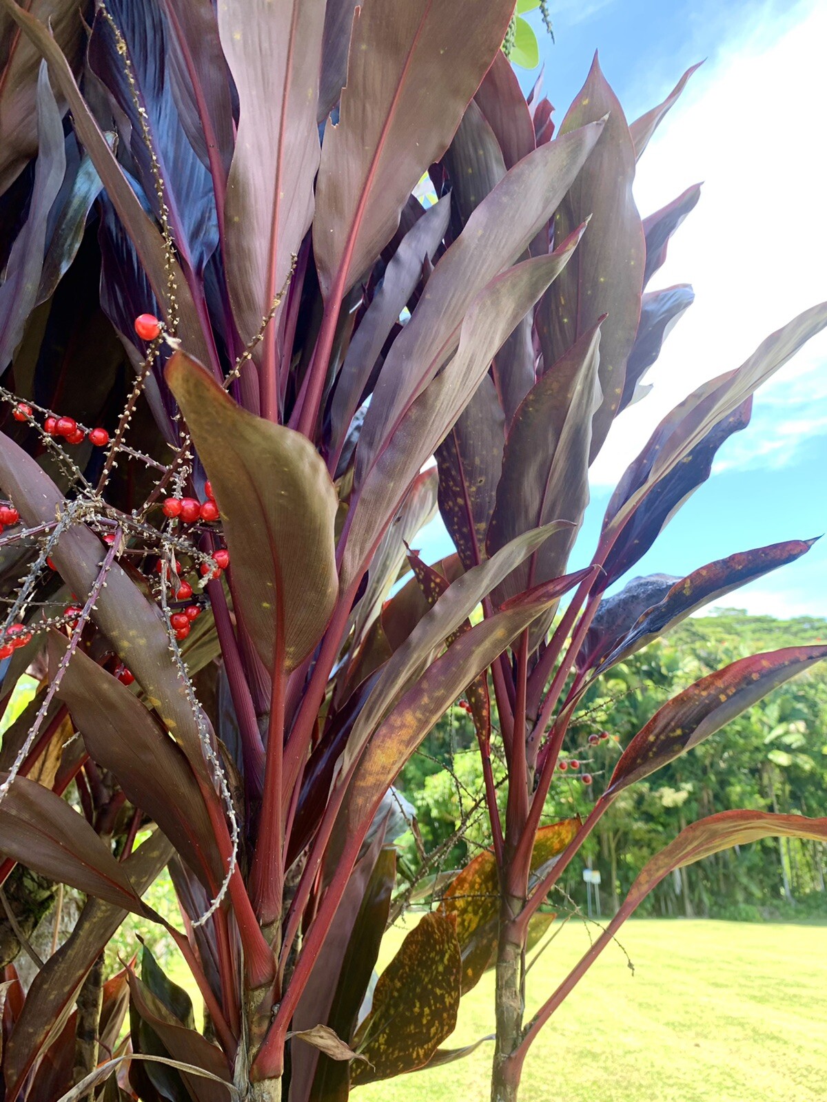 Red Ti Plant, Hawaiian Ti, Cordyline Fruticosa – 10 seeds 2023 – USA