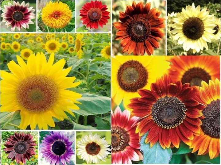 500+ Sunflower Seeds for Planting – Jumbo Mix Pack – 15+ Varieties – (Helianthus