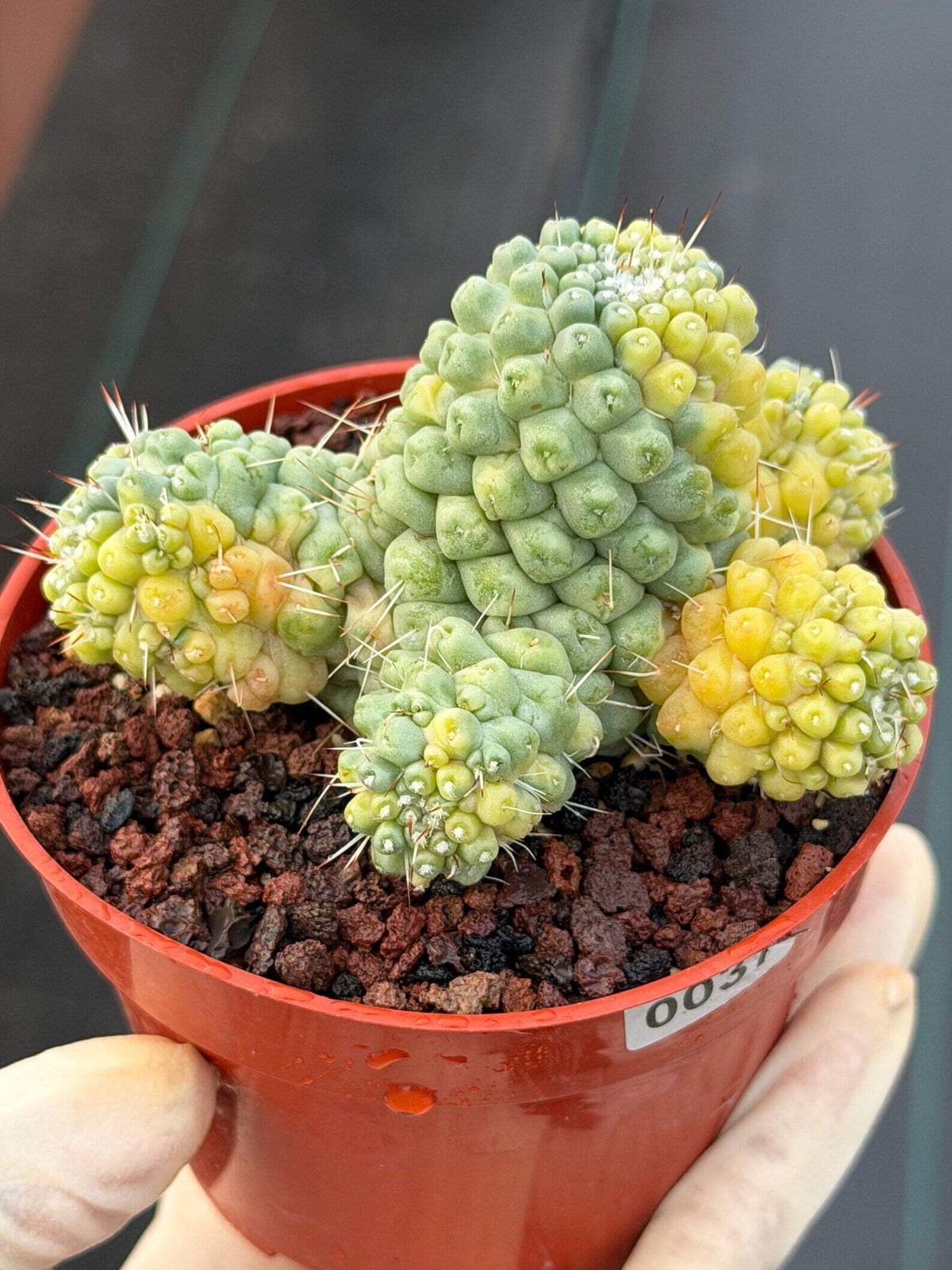 Variegated Mammillaria Schumannii – Rare Seed-Grown Cluster | Collector’s Cactus