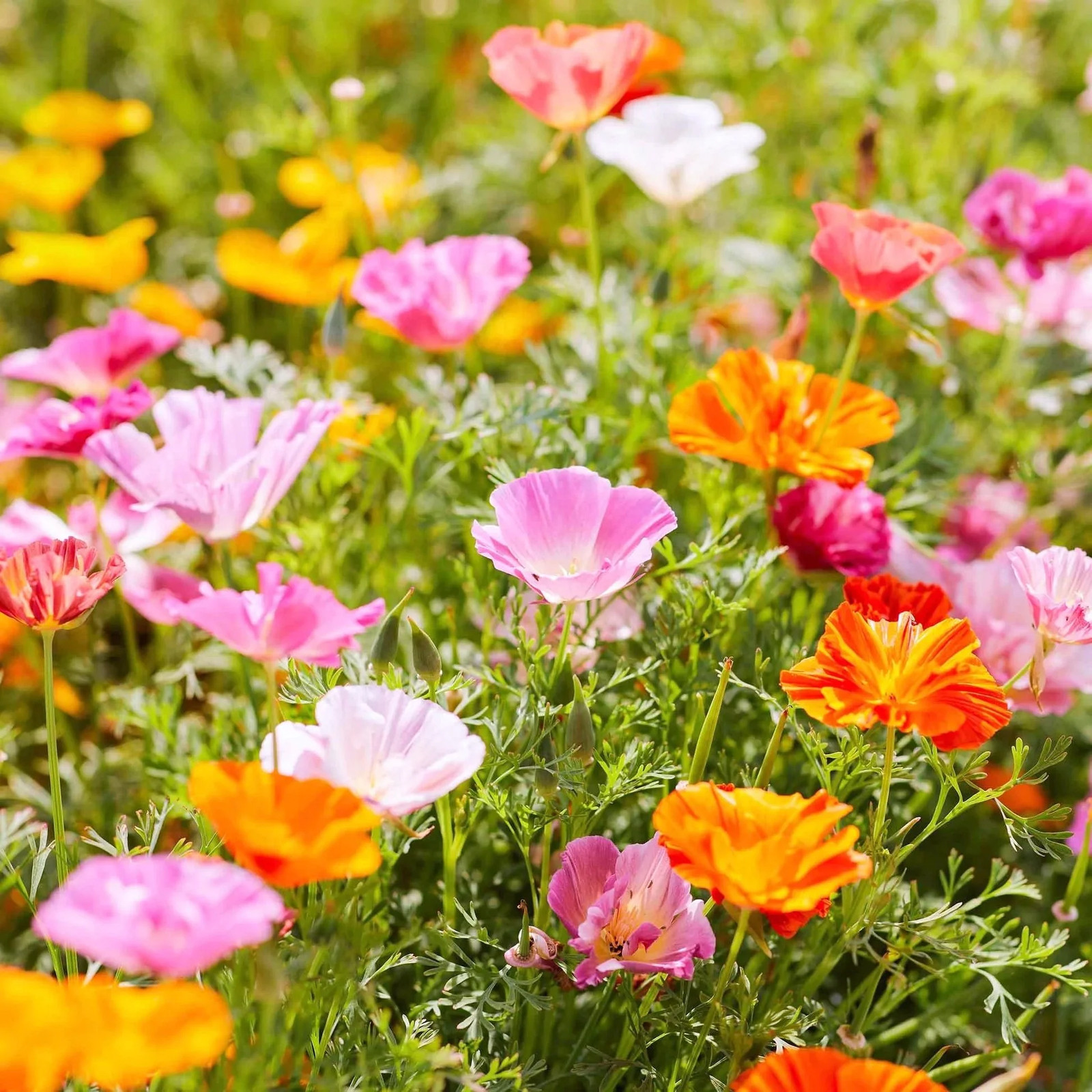 Ballerina Mix California Poppy Seeds | Rainbow Iceland Paper Flower Seed 2024