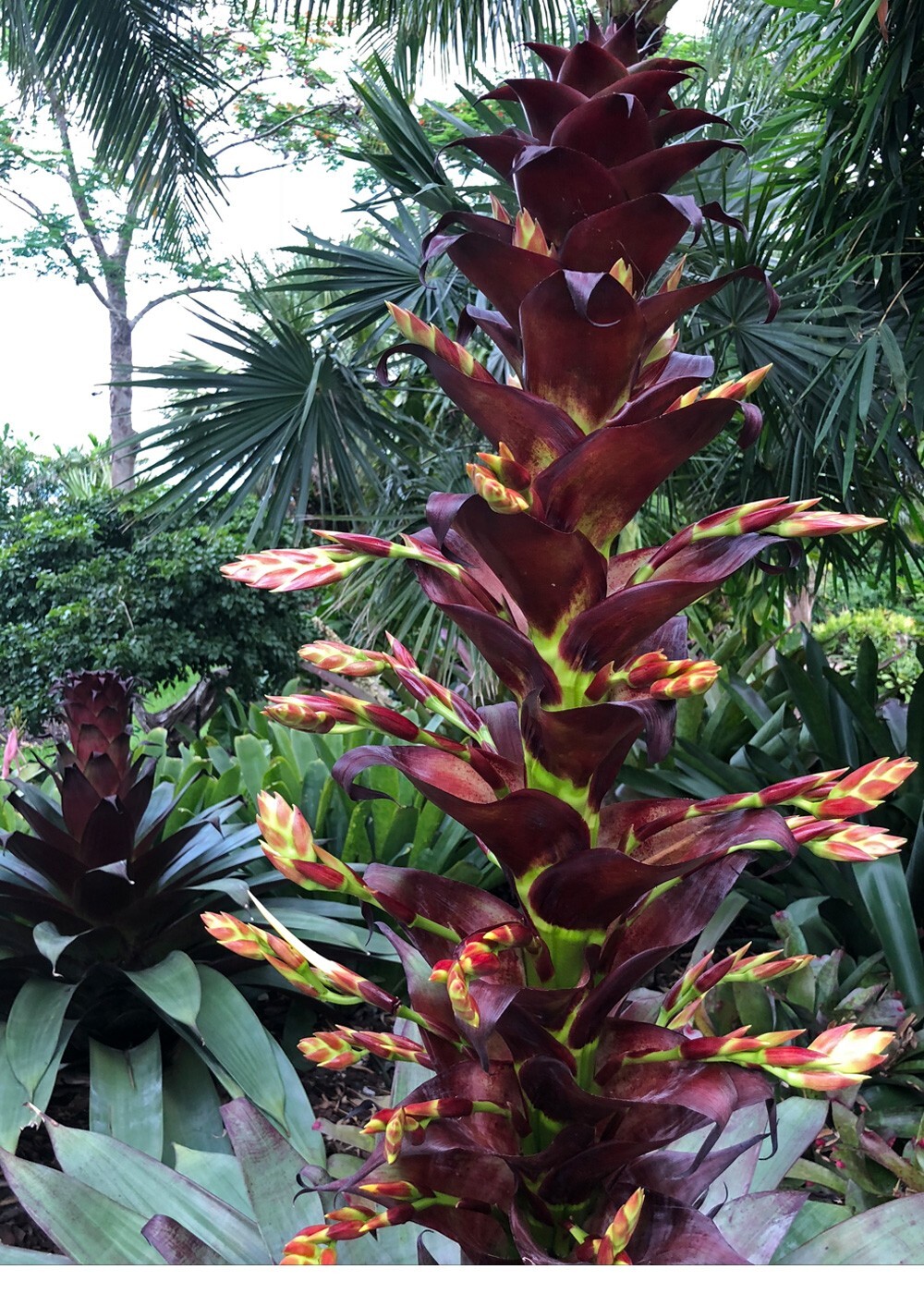 Alcantarea Imperialis Red 9″ pot