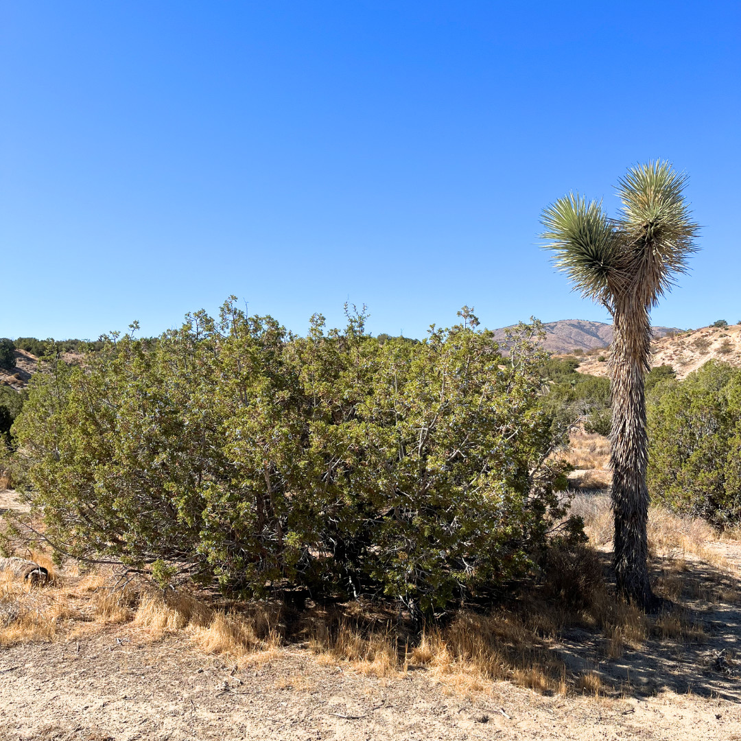 Organic Wild Foraged California Joshua Tree Seeds (Yucca Brevifolia)