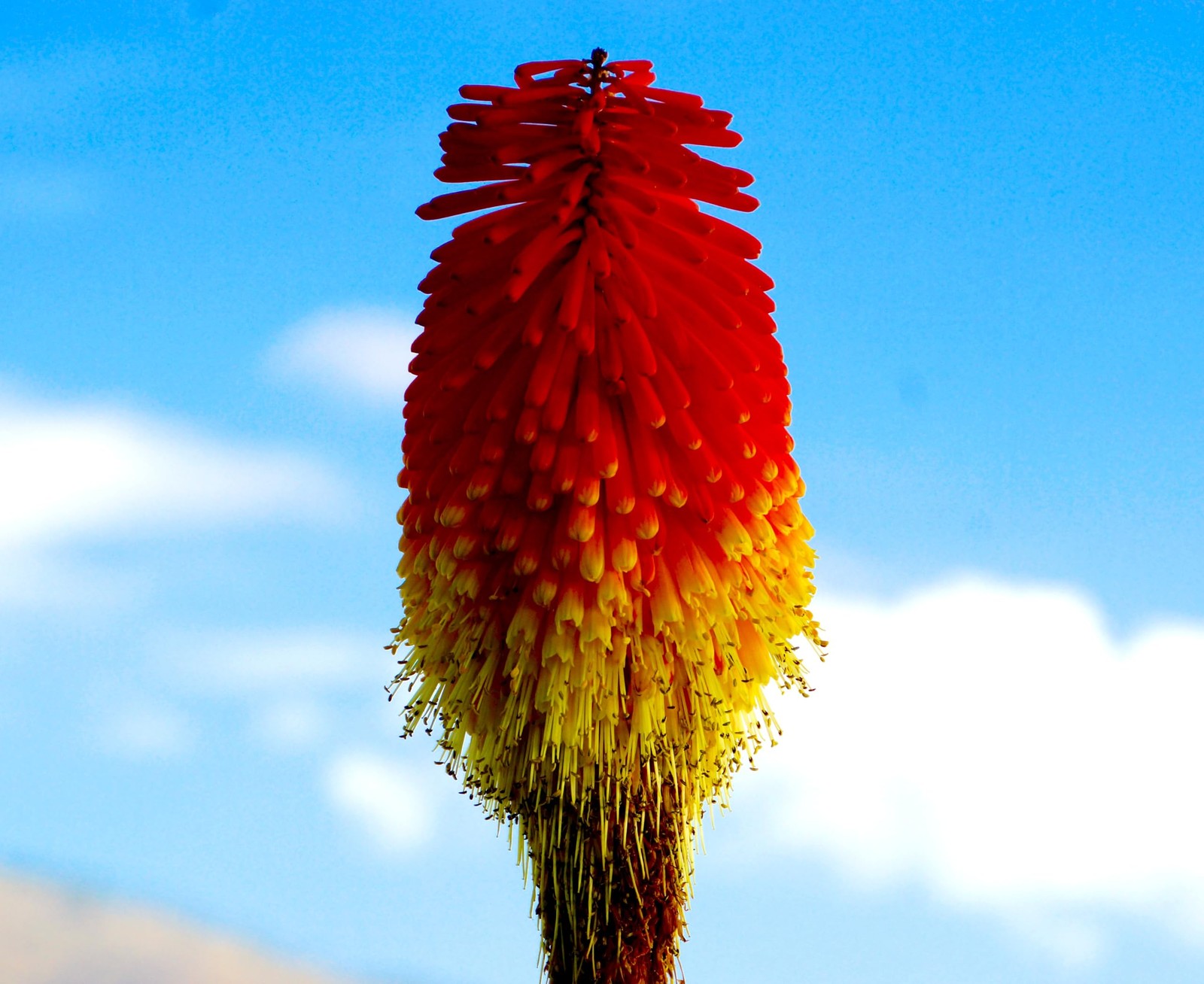 Seeds Kniphofia 80+ Seeds to Grow Red Hot Poker Exotic Perennial Plant Torch …