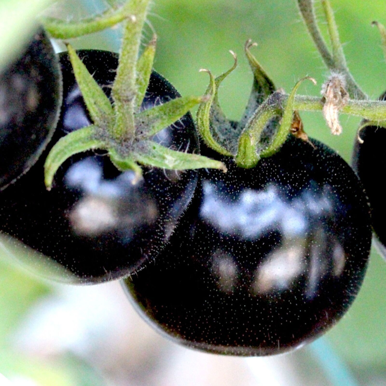 120+ EUROPEAN BLACK CHERRY TOMATO SEEDS – SWEET – HEIRLOOM -NON GMO – RARE