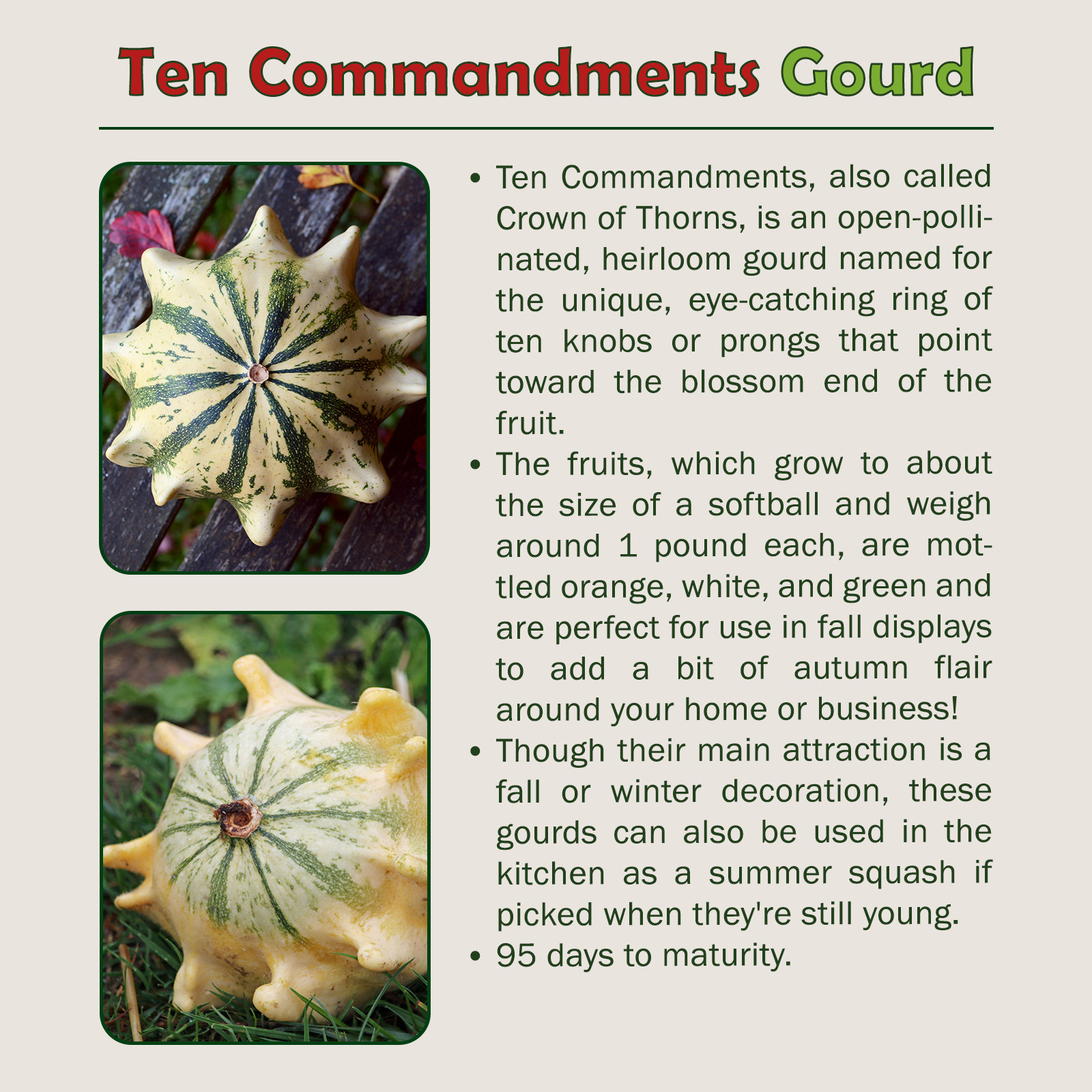 10 Ten Commandments / Crown of Thorns Gourd Seeds, Heirloom, NonGMO, Genuine USA