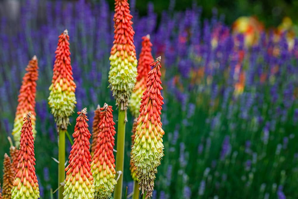 Torch Lily Flower Seeds – 50 Seeds – Red Poker Flower – Exotic Vibrant Red Bloom