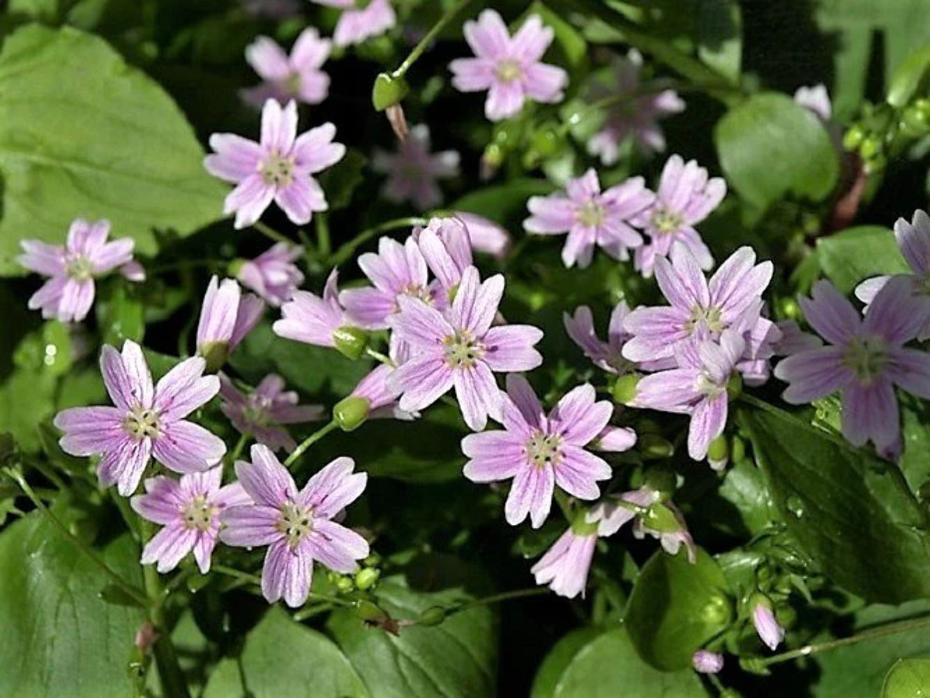 20 SIBERIAN SPRING BEAUTY Claytonia Sibirica Purslane Pink Shade Flower Seeds