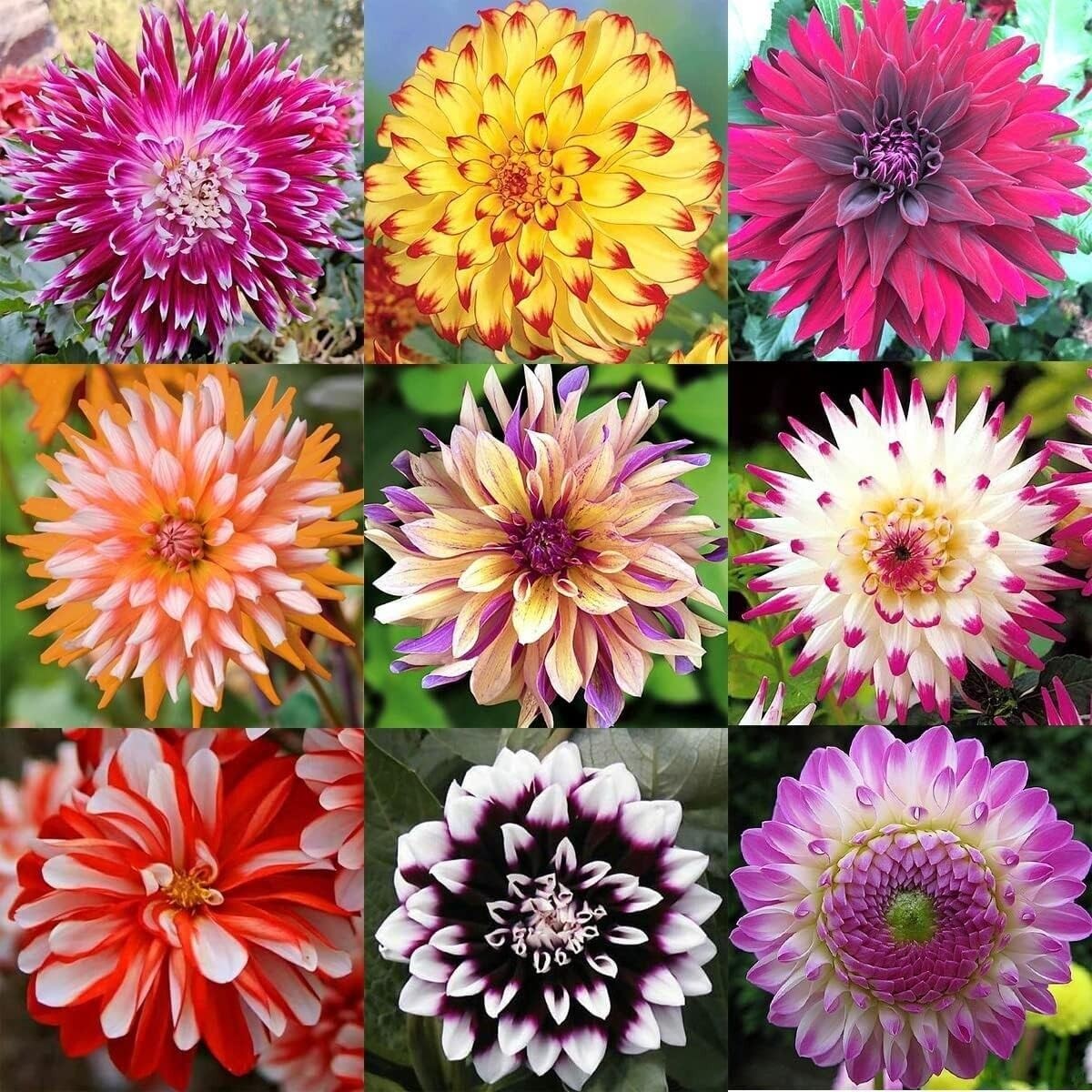 200+ PCS Mix Dahlia Seeds Flowers Compound Petals Multi-Color Beautiful Annual