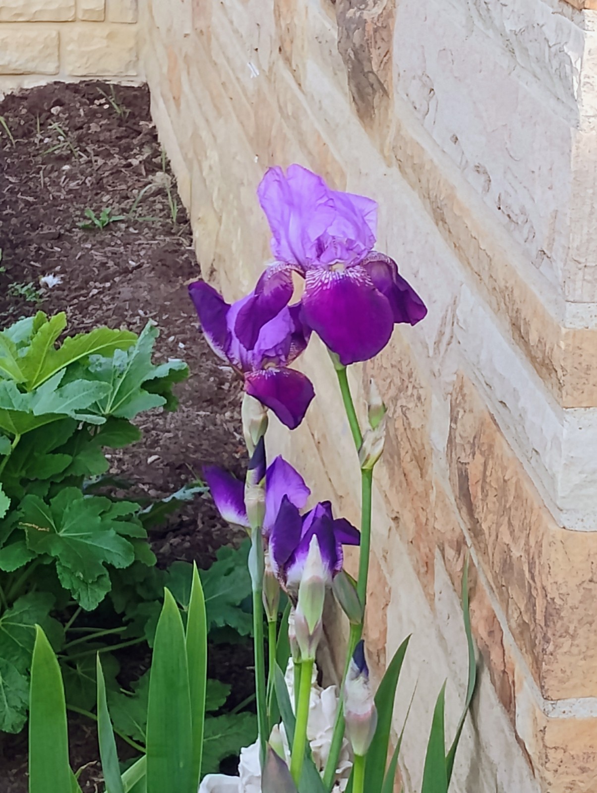 Heirloom Tall Duo Purple Bearded Irises 5 Rhizomes