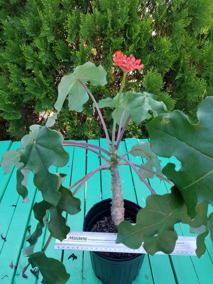 NOT desert rose! Buddha Belly Plant BONSAI Shape FAT Caudex EASY CARE!!!!