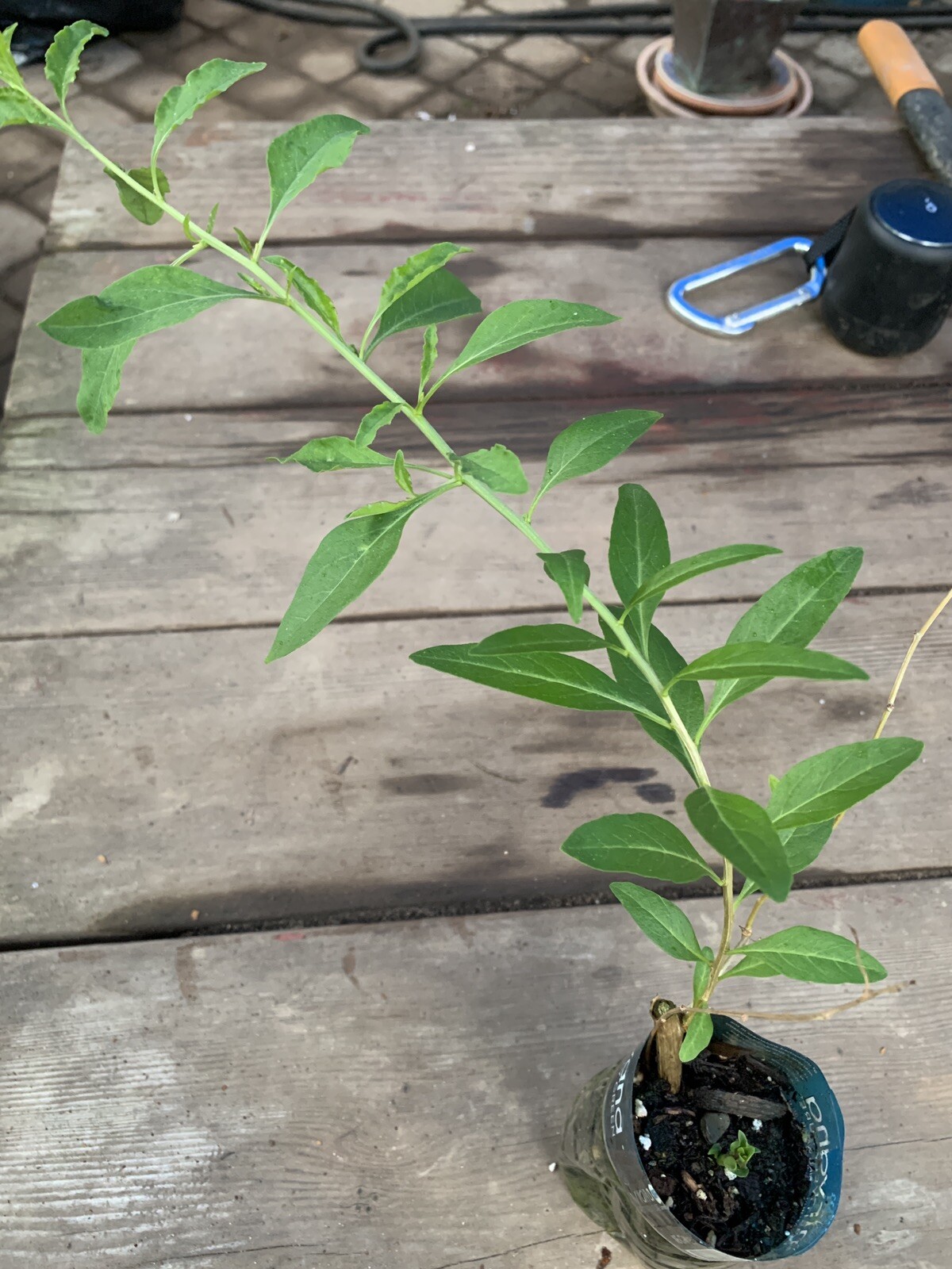 Phoenix Tears Goji Berry 2.5” container, dormant, no leaves