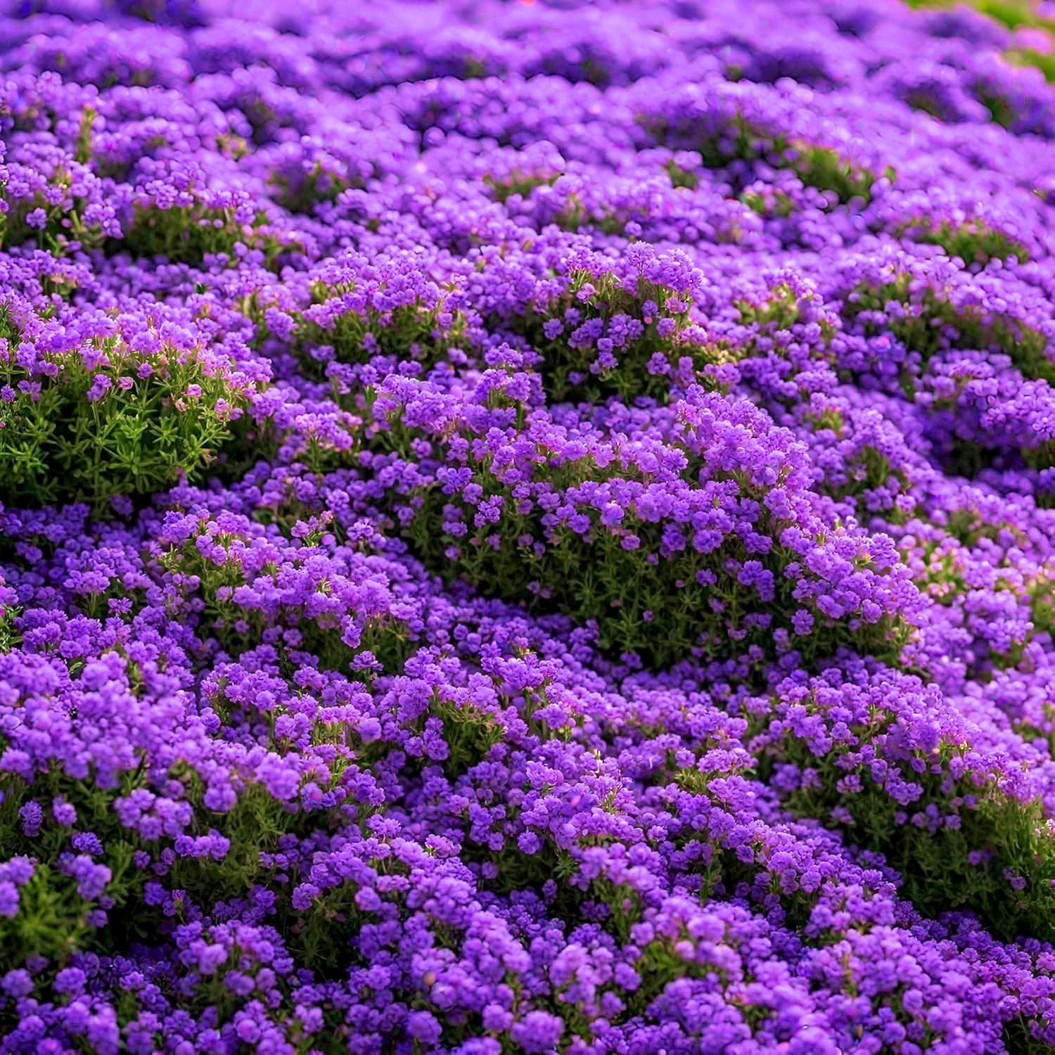 20000 Purple Creeping Thyme Seeds for Planting Outdoor,Creeping Phlox Ground Cov
