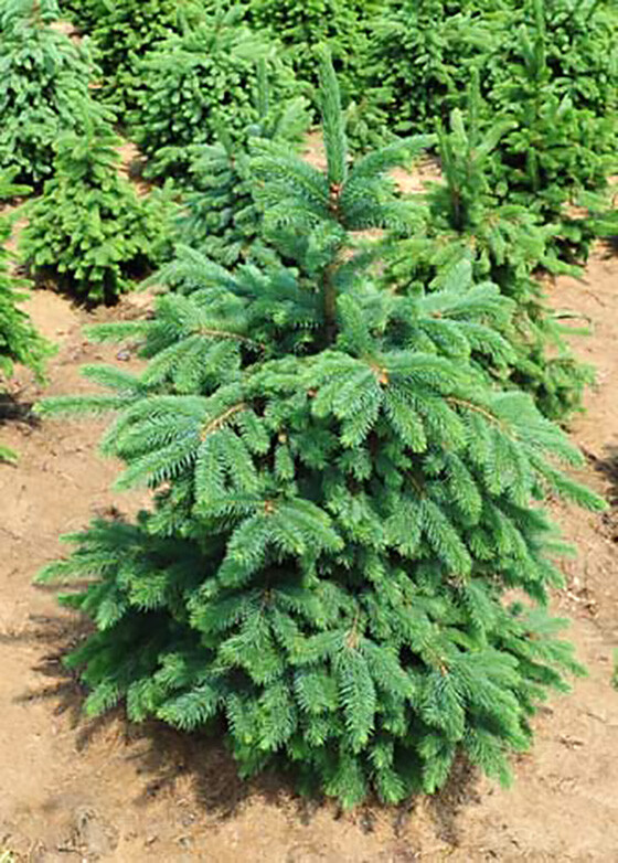 Green Douglas Fir, Pseudotsuga menziesii, Tree Seeds (Fragrant Evergreen)