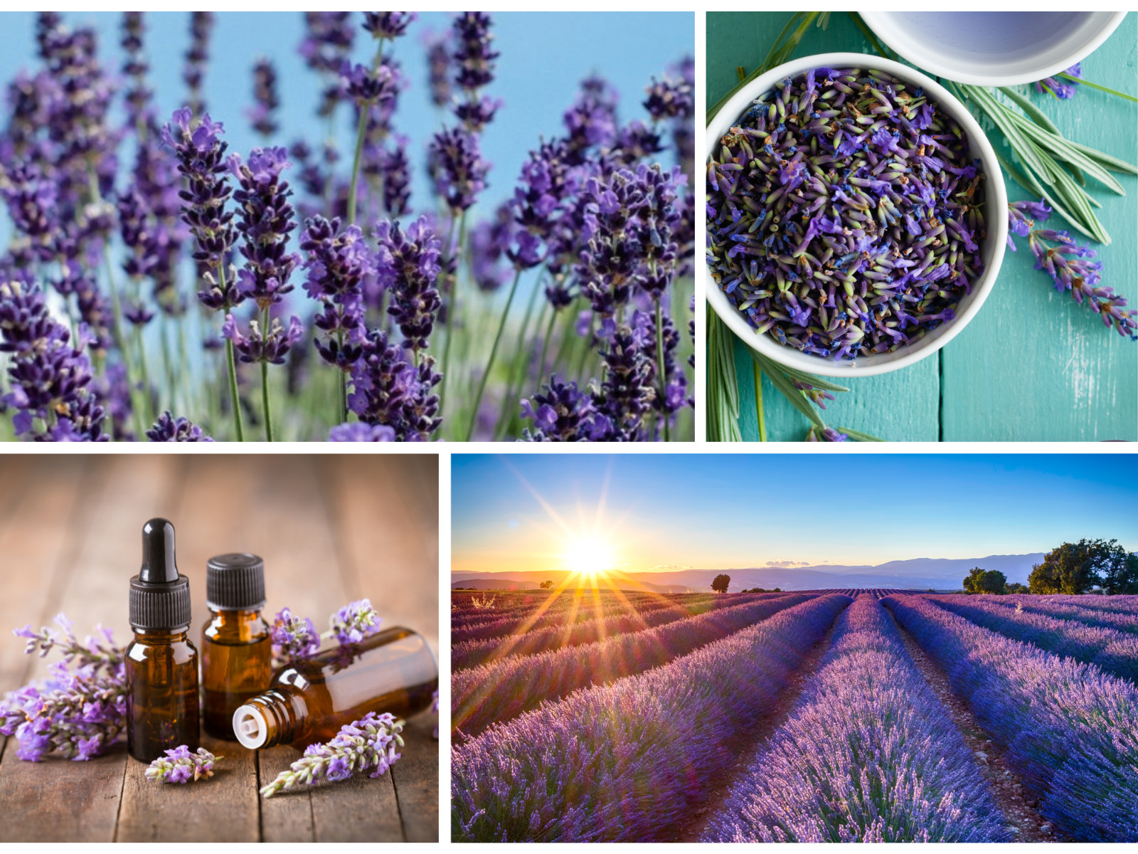 155 seeds| Vera Lavender Flower Herb Seeds #6008