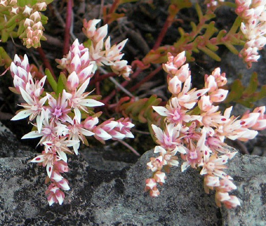 SEDUM WIDOW’S CROSS STONECROP Sedum Pulchellum – 200 Bulk Seeds