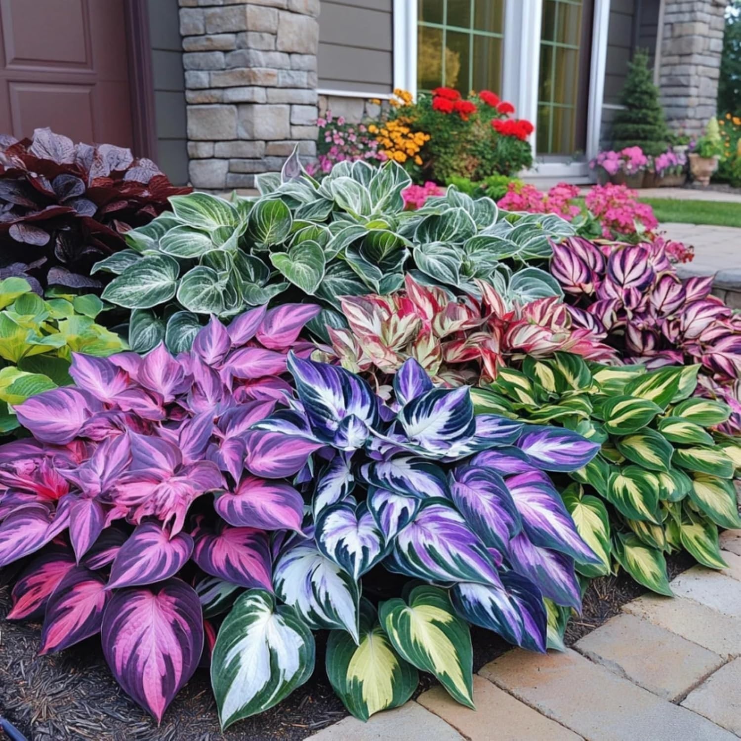 400+ Perennial Rare Hosta Seeds Heart-Shaped Hosta Bare Roots – Rich Foliage,…