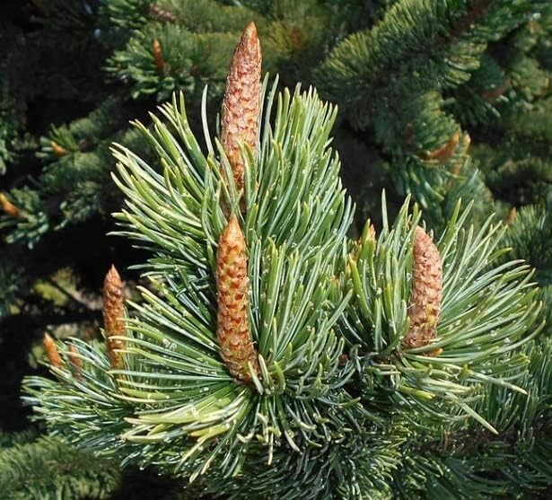 Bristlecone Pine Tree Seeds for Planting (30 Seeds) – Pinus aristata – Prized fo