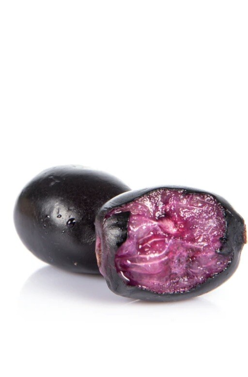 Jamun plant (Syzygium cumini) in Medium Coconut Coir Pot