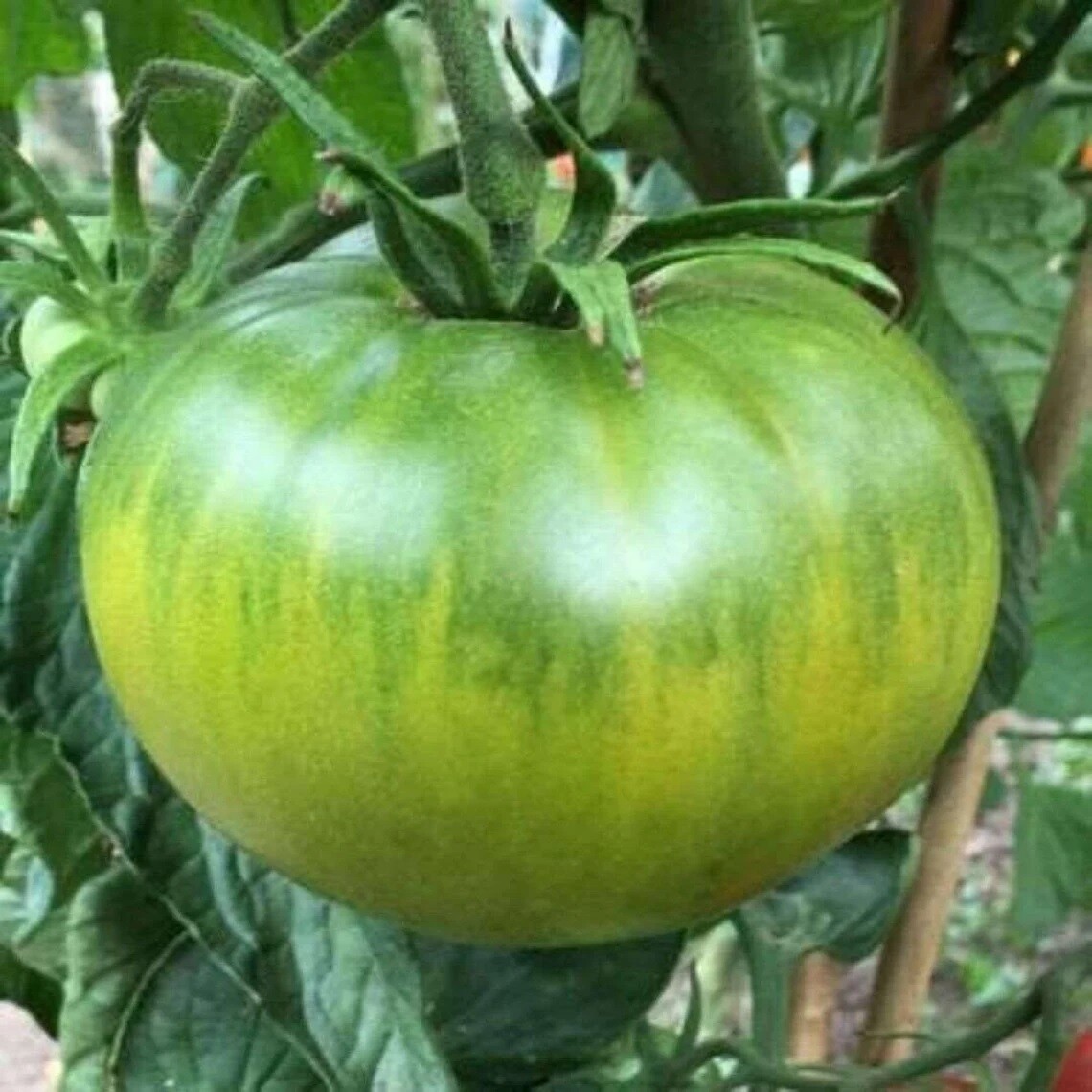 Aunt Ruby’s German Green Tomato Seeds NON-GMO Heirloom FREE SHIPPING USA