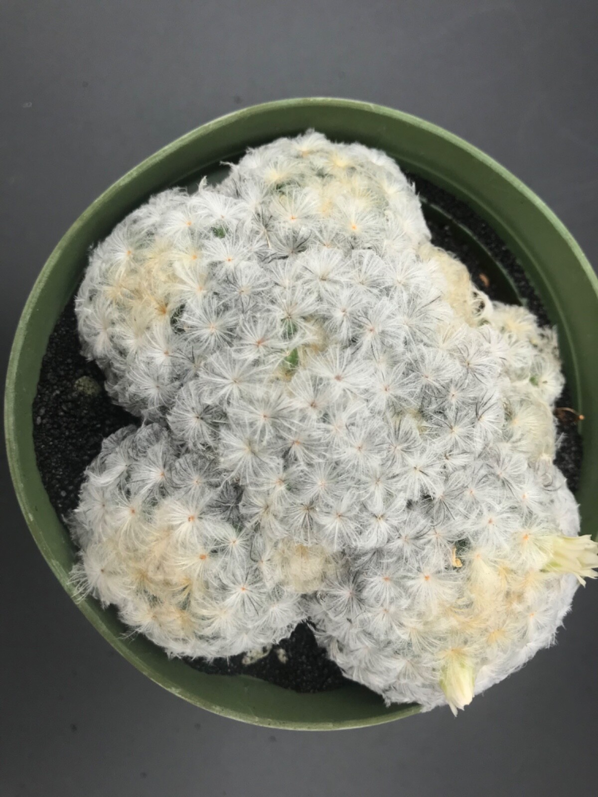 Mammillaria plumosa, AKA “Feather Cactus” 4″ pot flowering size Succulent