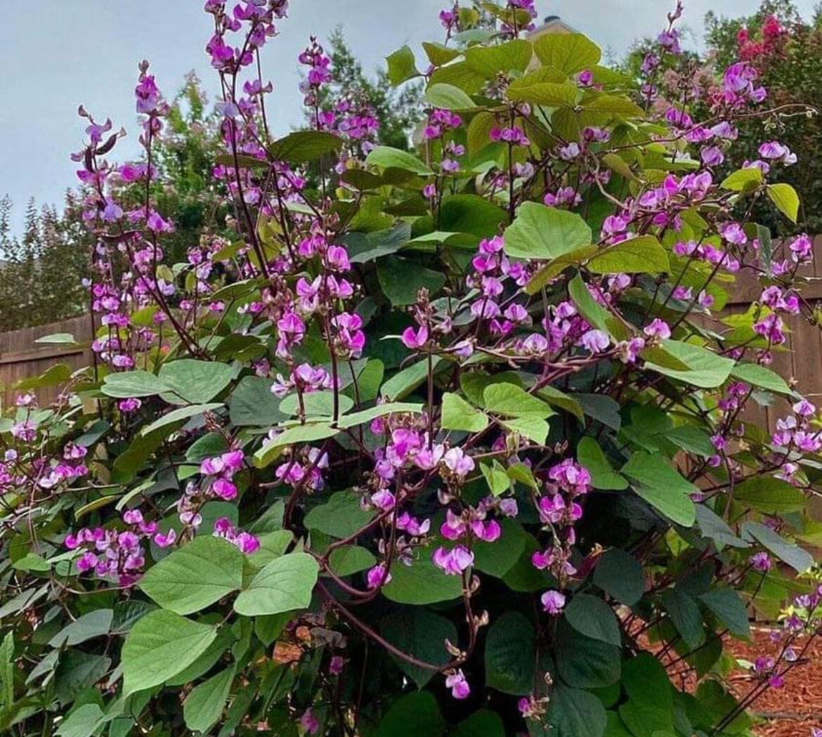 10+ SEEDS- BATAW I LABLAB PURPUREUS I Purple Moon Hyacinth Bean Seeds